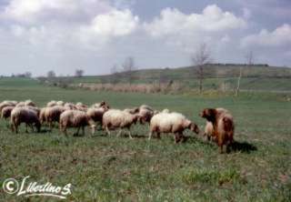 Il Poro (foto Salvatore Libertino)
